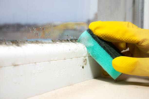 Best Same-Day Mold Removal  in Kodi, AK