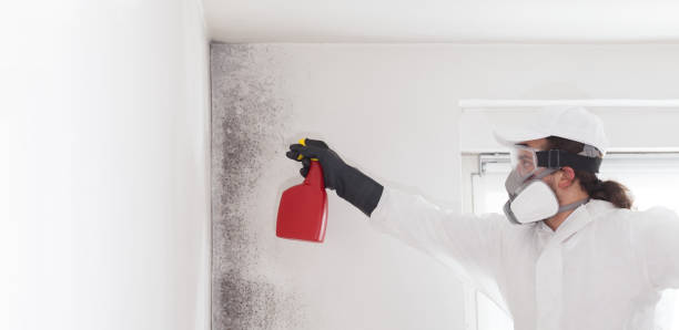 Professional Mold Removal in Kodiak, AK