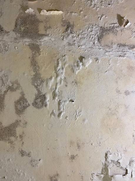 Best Fast Mold Removal  in Kodi, AK