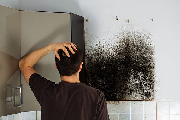 Best Emergency Mold Removal  in Kodi, AK